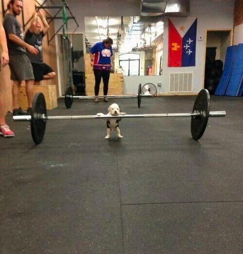 67b823607b8e4 funny animals goblin mode.jpg