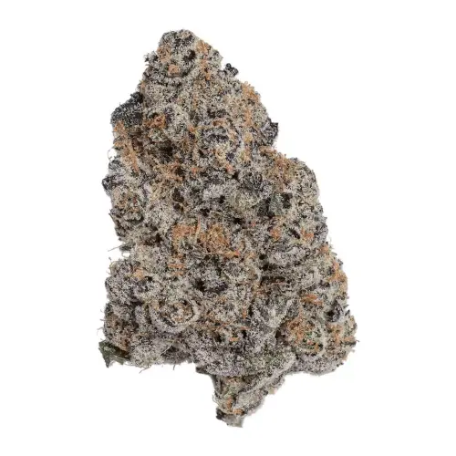 platinum garlic strain.webp