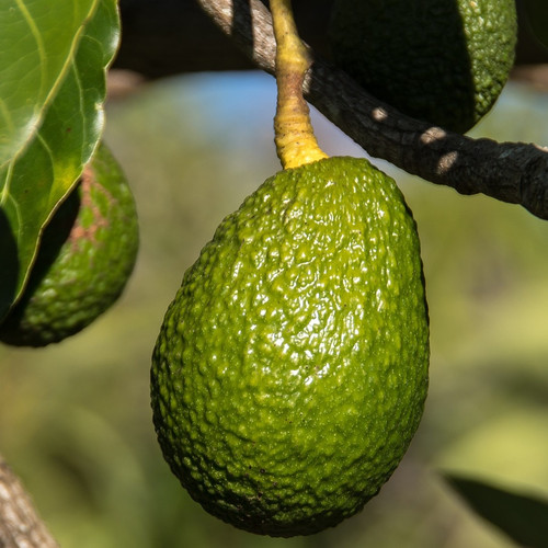 avocado 5153260 1920.jpg