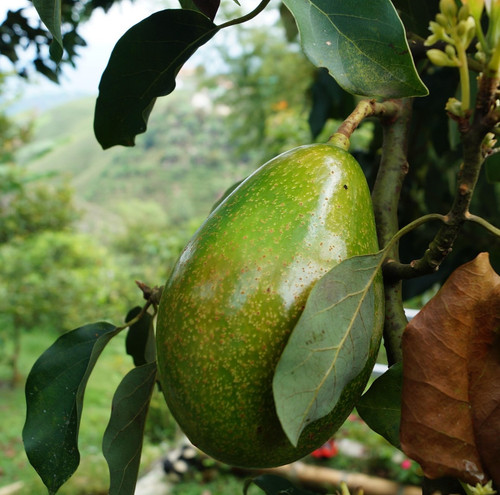 avocado 2192116 1920.jpg