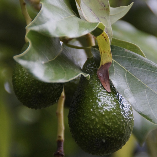 avocado 2454367 1920.jpg