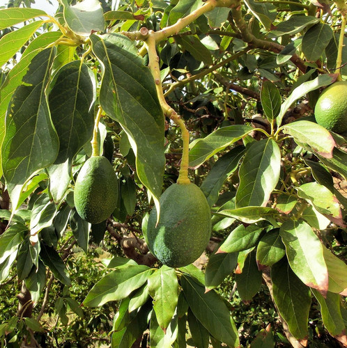 avocado 454288 1920.jpg
