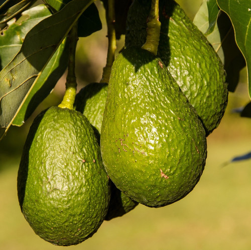 avocados 945418 1920.jpg