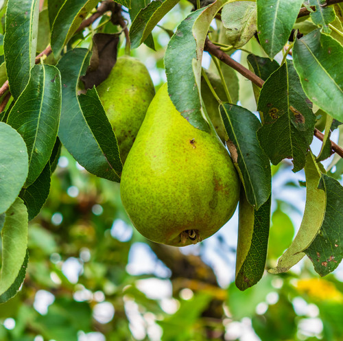 A closeup of pears on tree branches surrounded by greenery with a blurry background.jpg