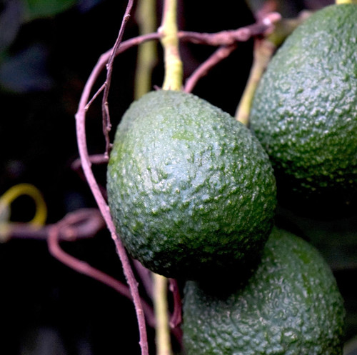 avocados 4361272 1920.jpg