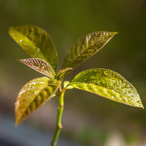 plant 4262084 1920.jpg