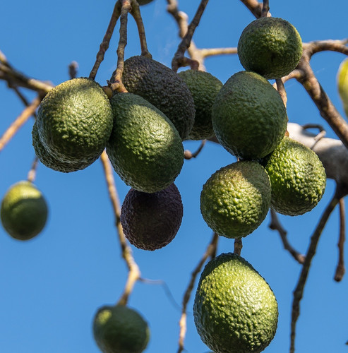 hass avocados 5537945 1920.jpg
