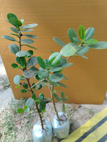 IMG 20250305 095532.jpg