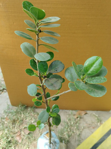 IMG 20250305 095540.jpg