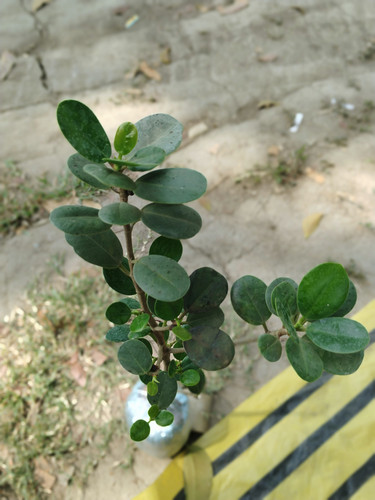 IMG 20250305 095335.jpg