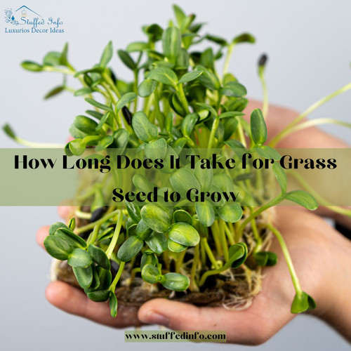 How Long Does It Take for Grass Seed to Grow.jpg