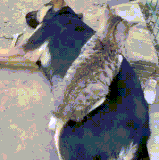 ​金窝银窝，不如自家的狗窝.gif