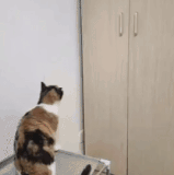 IO2SitjyUfeBYXP.gif