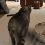 hNlw6m2avOzg9jD.gif