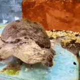 UVHn5iXfuY3Dg6G.gif