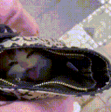 袋鼠的天敌 ———— 袋猫.gif