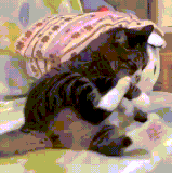 不太聪明的亚子.gif