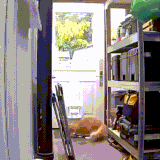猫我可以失败无数次，但你只要一次就没命了.gif