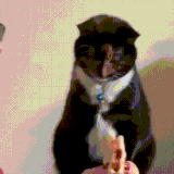 掩饰尴尬.gif