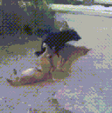 这是不付钱就能看的吗？.gif