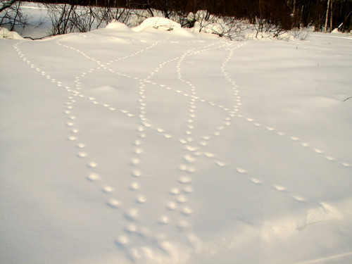 IMG 0186 1.jpg