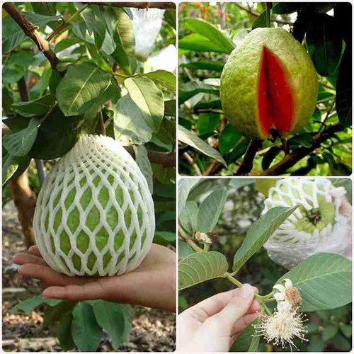 no perennial yes s guava thai dw.jpg