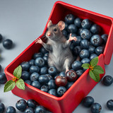 www.naked-ai.art - A red box of blue berries with a rat dancing inside