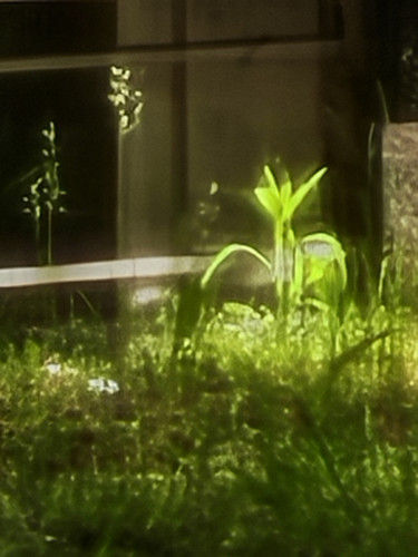 IMG 20250501 145317 100x.jpg