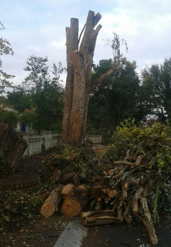 Tree Removal Services in Cape Town.jpg