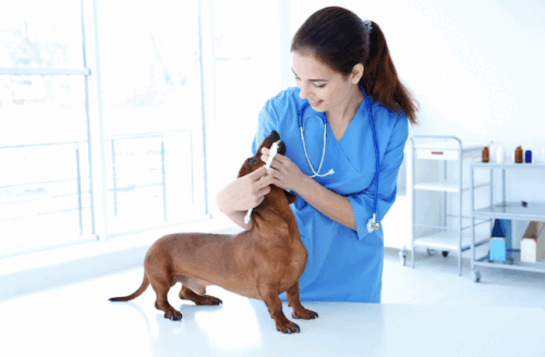 Improve Dog Dental Health with Regular Vet Visits.gif