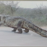 big croc with lunch in mouth.png
