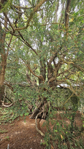 tree.jpg