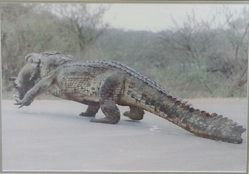 big croc with lunch in mouth.jpg