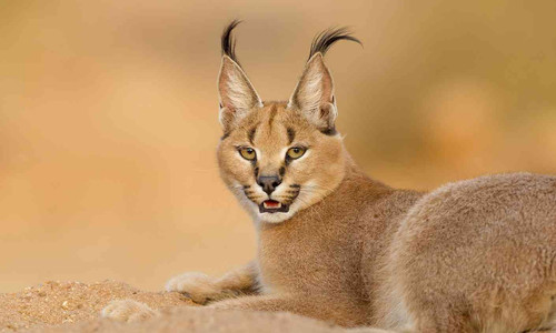 wildcat.jpg