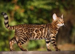 bengal.jpg