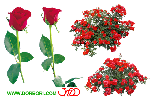 roz png DorBori com 005.png