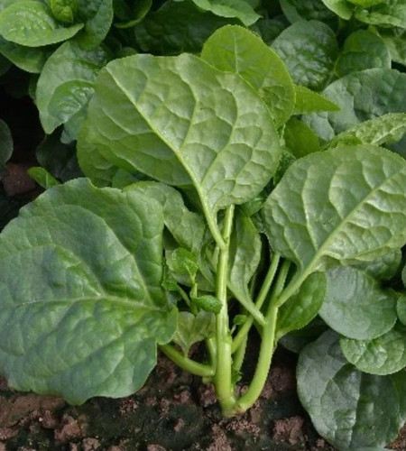 500 xxl 30 malabar spinach seeds.jpg