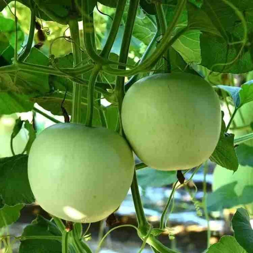 25 a round bottle gourd66 aro or.jpg