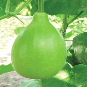 20 round gourd flipkart smartbuy.jpg
