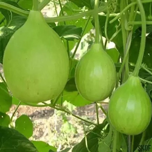 10 a round bottle gourd181 aro o.jpg