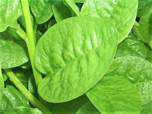 50 high yield basella alba green.jpg