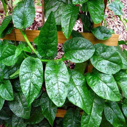 85 1malabar spinach seeds for pl.jpg