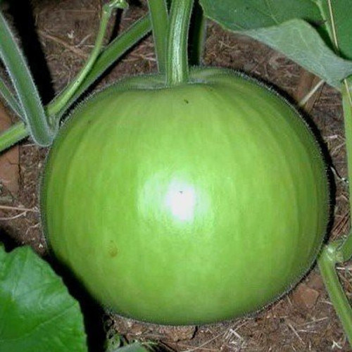 400 round bottle gourd seeds see.jpg