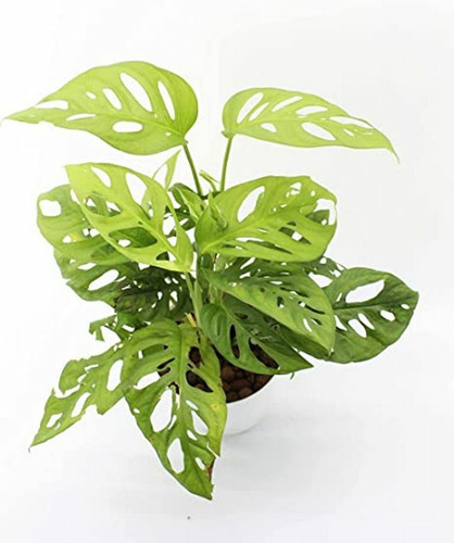 no annual no broken heart plant.jpg