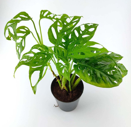 yes perennial yes broken heart p.jpg