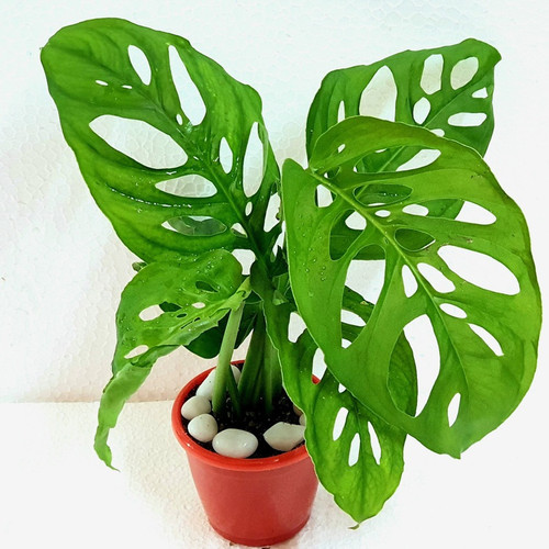 broken heart money plant 1 natur.jpg