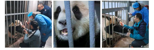 Screenshot 20250520 103222 com.sina.weibo edit 104896254025139.jpg