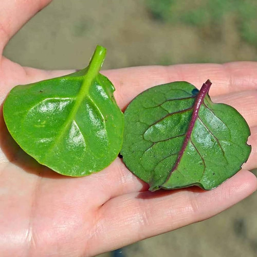 55 1malabar spinach seeds bdsres.jpg
