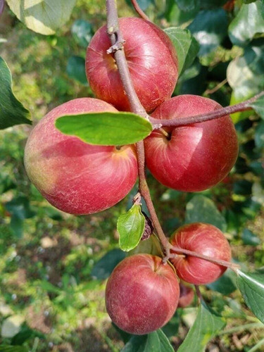 perennial yes yes ber apple plan.jpg