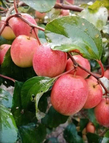no perennial yes kashmiri red ap.jpg